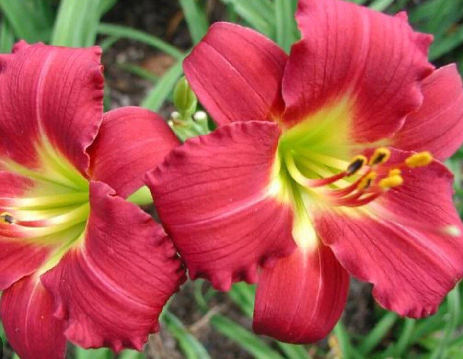 Daylily Live Plant Fan - Awarded Ruby Red Stella - Hemerocallis