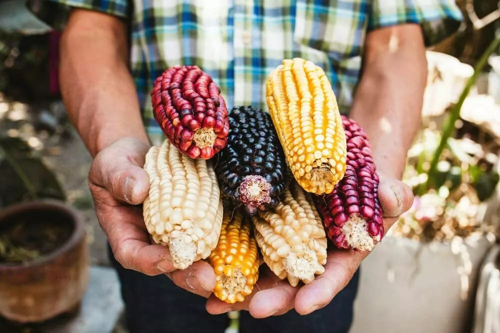 Exotic Maize Mix Seeds 30 Count - Blue, Red, White, Yellow Varieties - Zea mays