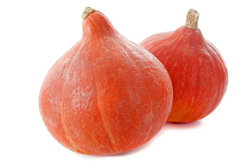 Red Kuri Squash Seeds - 25+ Pack - Cucurbita pepo - Ideal for Garden Planting - USA Grown