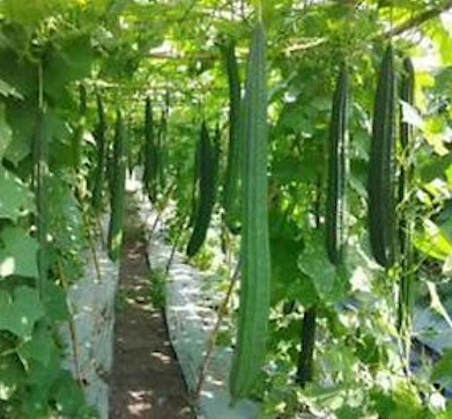 Ridged Gourd Seeds - 12 Pack Angled Luffa Chinese Okra Sponge Gourd Luffa acutangula