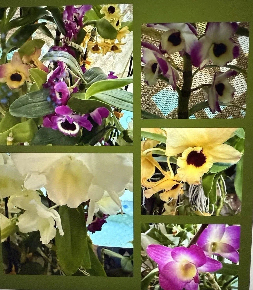 Dendrobium Orchid Plant - 1 Stem with Buds & Blooms - Bare Root, No Pot - Exotic Indoor Flowering Plant