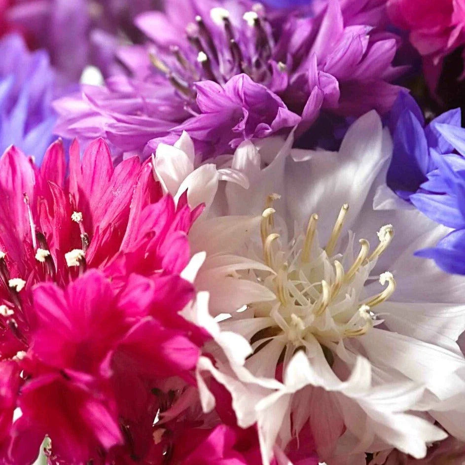 Dwarf Bachelor Button Seeds - Polka Dot Mix - Non-GMO Heirloom - Perfect for 2025 Planting - Centaurea Cyanus