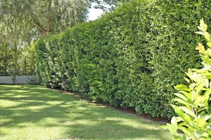 Cherry Laurel Cuttings 50+ Unrooted Shrubs Hedges Evergreen Prunus laurocerasus Organic