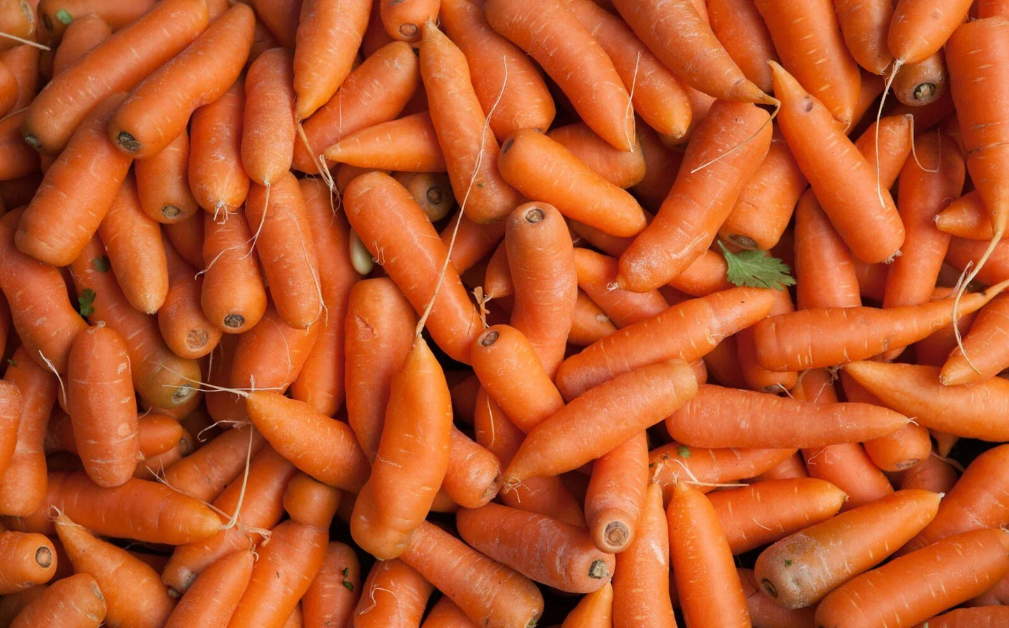 Tendersweet Carrot Seeds - 1000 Seeds - Daucus carota sativus - Heirloom, Sweet Flavor, Organic Gardening Supplies