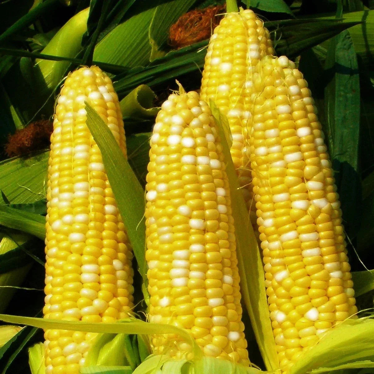 Bilicious Sweet Corn Seeds - Bicolor Yellow & White Hybrid - 2025 Planting - Zea mays