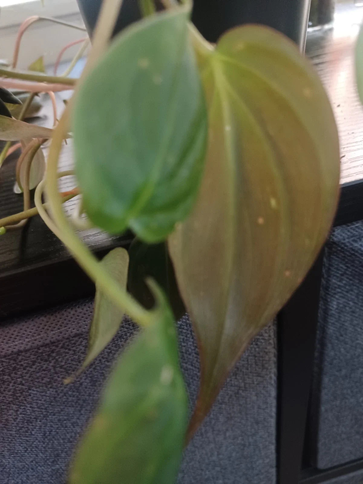 Philodendron Cuttings - Mican Velvety - 3 Cuttings - Philodendron micans