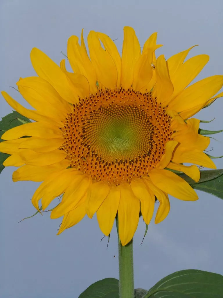 Sunflower Seeds - 22 Seeds - Skyscraper Tall Yellow Flower - Helianthus annuus - GroCo