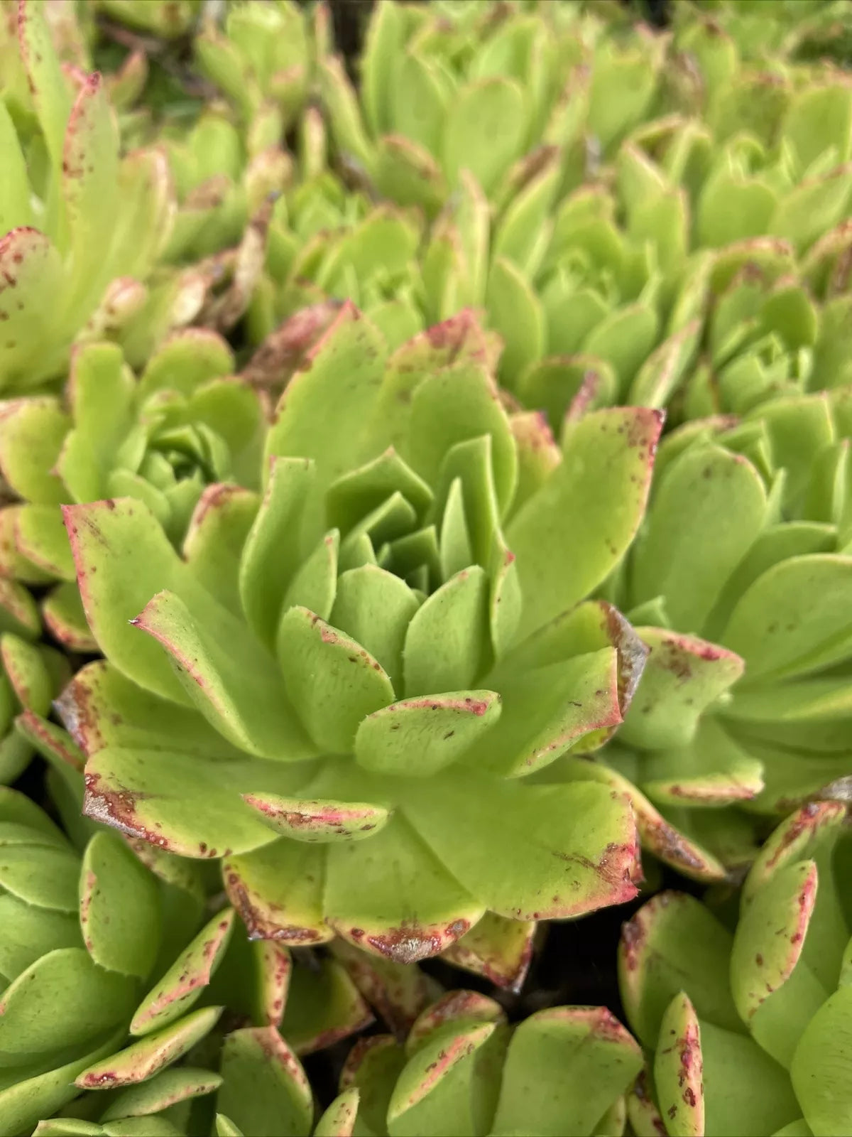 Rare Aeonium Succulent Cuttings 4-6” Pink Edges Green Live Plant, Perfect for Gardens and Indoor Decor
