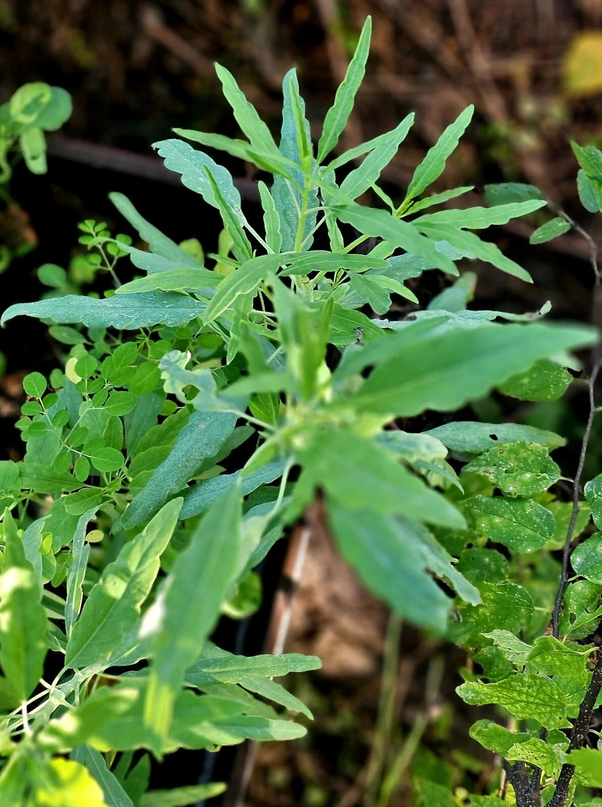 25 Organic Heirloom Pipicha Seeds, Rare Chepiche Variety (Porophyllum linaria) for Culinary Gardens