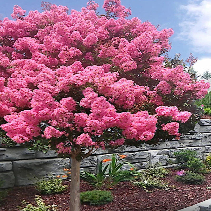 Crape Myrtle Tree Seeds - Fast Lilac Flower Plant - Lagerstroemia Indica - Easy to Grow Garden Seeds