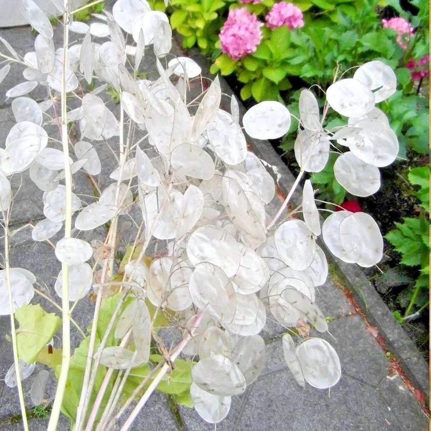 Money Plant Flower Seeds - 50+ Seeds - Native Wildflower, Ornamental Garden, Easy to Grow (Pilea peperomioides)