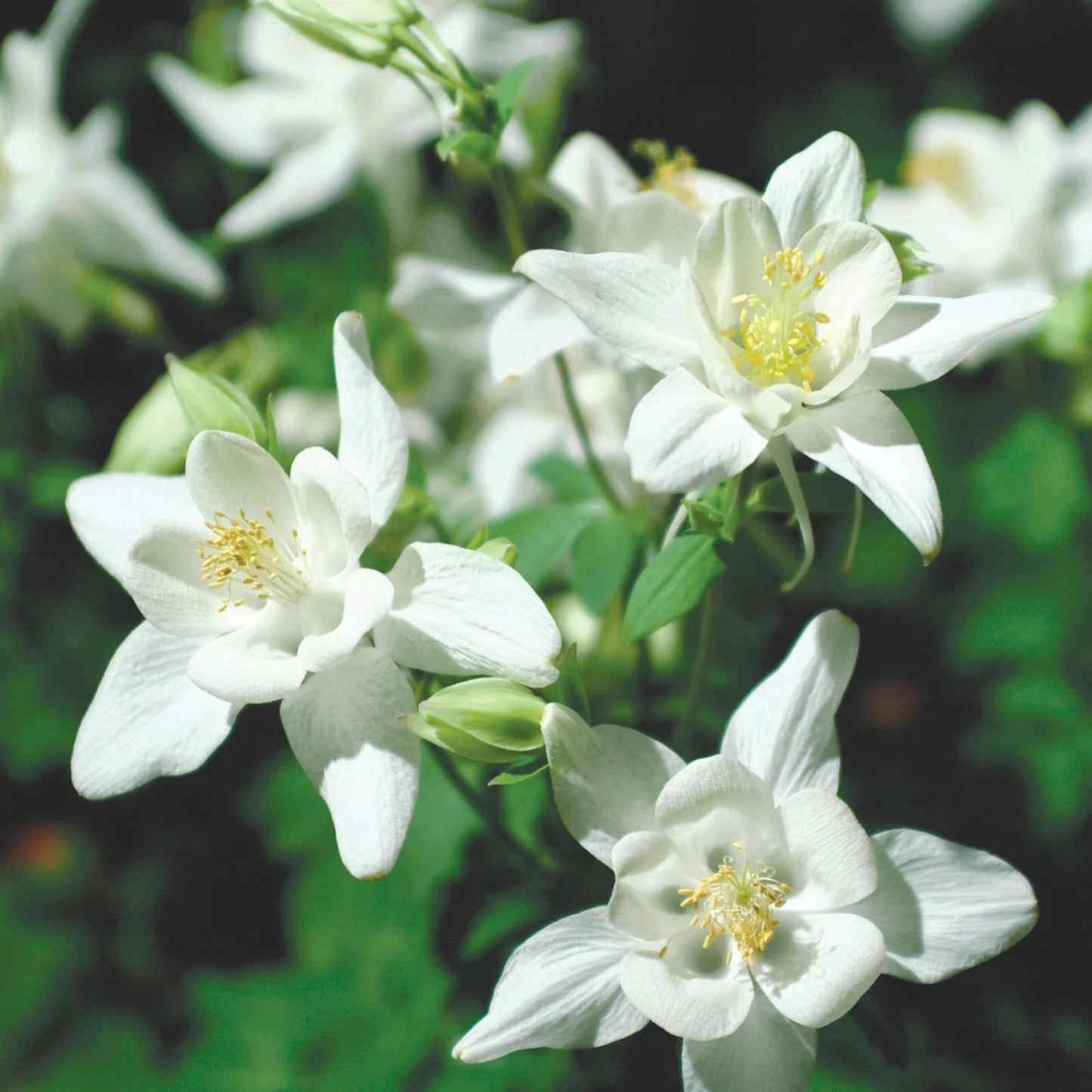 Columbine Seeds | Crystal Star Variety | Non-GMO | Aquilegia caerulea | Seed Store 1217