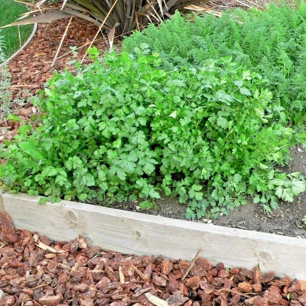 Cilantro Seeds 60+ Count Coriander Herb for Salsa Tex-Mex Kitchen Summer Garden Container Gardening