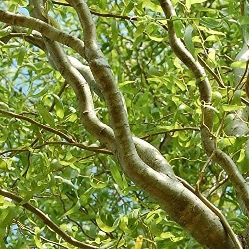 Green Curly Willow Trees - 4 Pack - Fast Growing Exotic Trees - Ideal for Bonsai (Salix matsudana)