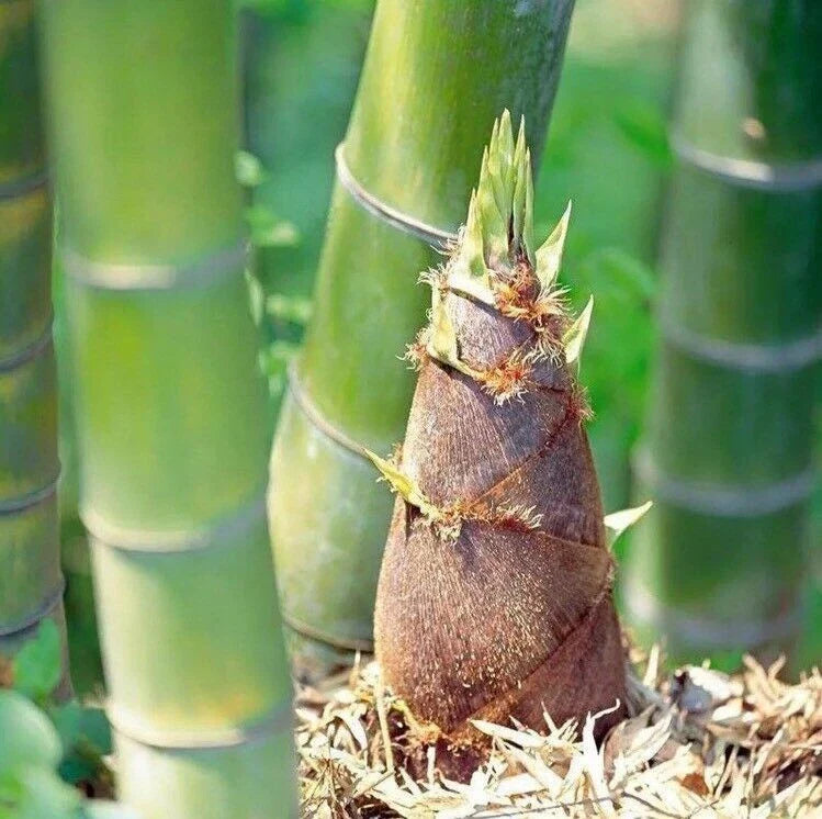 Giant Moso Bamboo 50 Seeds - Perennial Evergreen Edible Bamboo Shoots - Phyllostachys edulis - USA