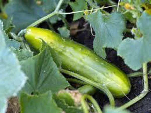Cucumber Seeds, 25+ Heirloom Long Green Improved, Non-GMO, Cucumis sativus