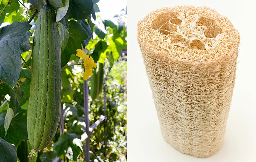 Loofah Sponge Seeds - 10-100 Seeds - Gourd Loofah Dishcloth - Mướp Heirloom (Luffa aegyptiaca)