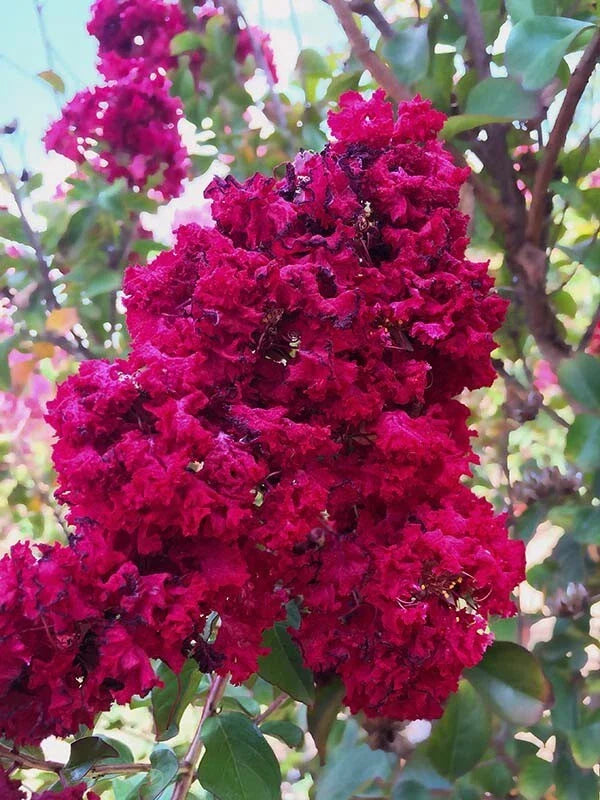 Dynamite Cape Myrtle Seeds - 20 Perennial Flower Seeds - Lagerstroemia indica - US Seller