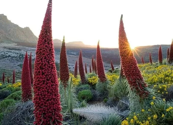 Tower of Jewels Seeds - 10 Pack - Rare Echium Wildpretii - Exotic Flowering Plant