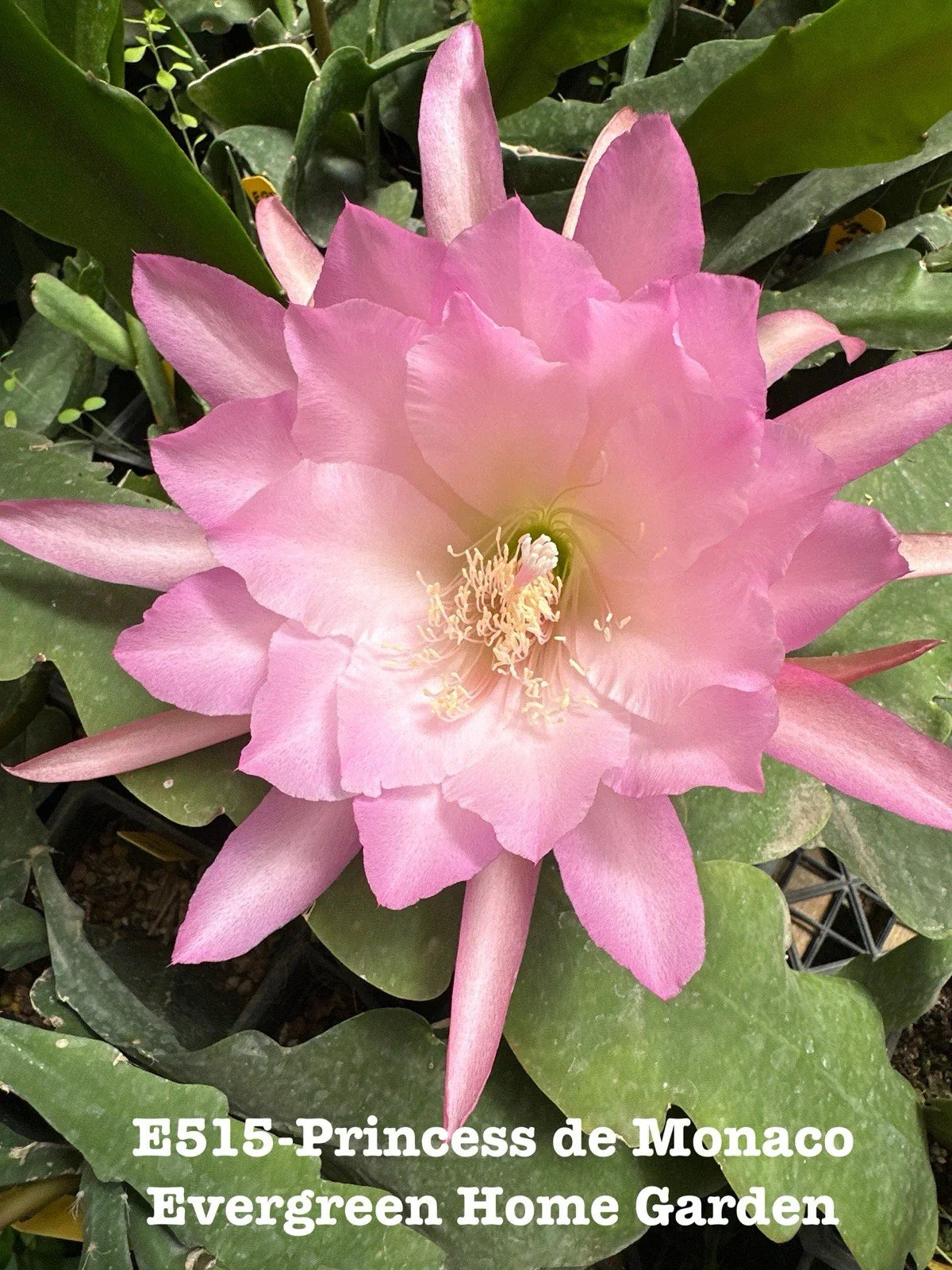Epiphyllum Orchid Cactus “Princess De Monaco” 4” Starter Pot - Rooted Orchid Cactus Plant, Tropical Houseplant, Indoor Garden