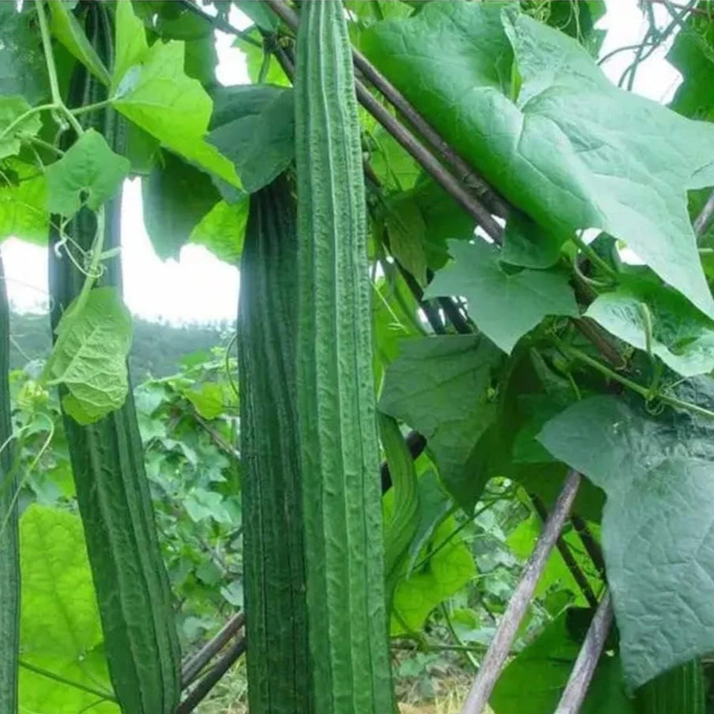 20pcs Heirloom Ridged Sponge Gourd Seeds - Angled Luffa Vegetable Seeds - Ideal for Home Gardening, Organic Cultivation