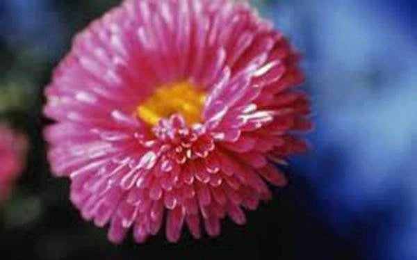 Aster Flower Seeds, 100 Seeds, Rainbow Variety, Vivid Bright Blooms, Aster amellus