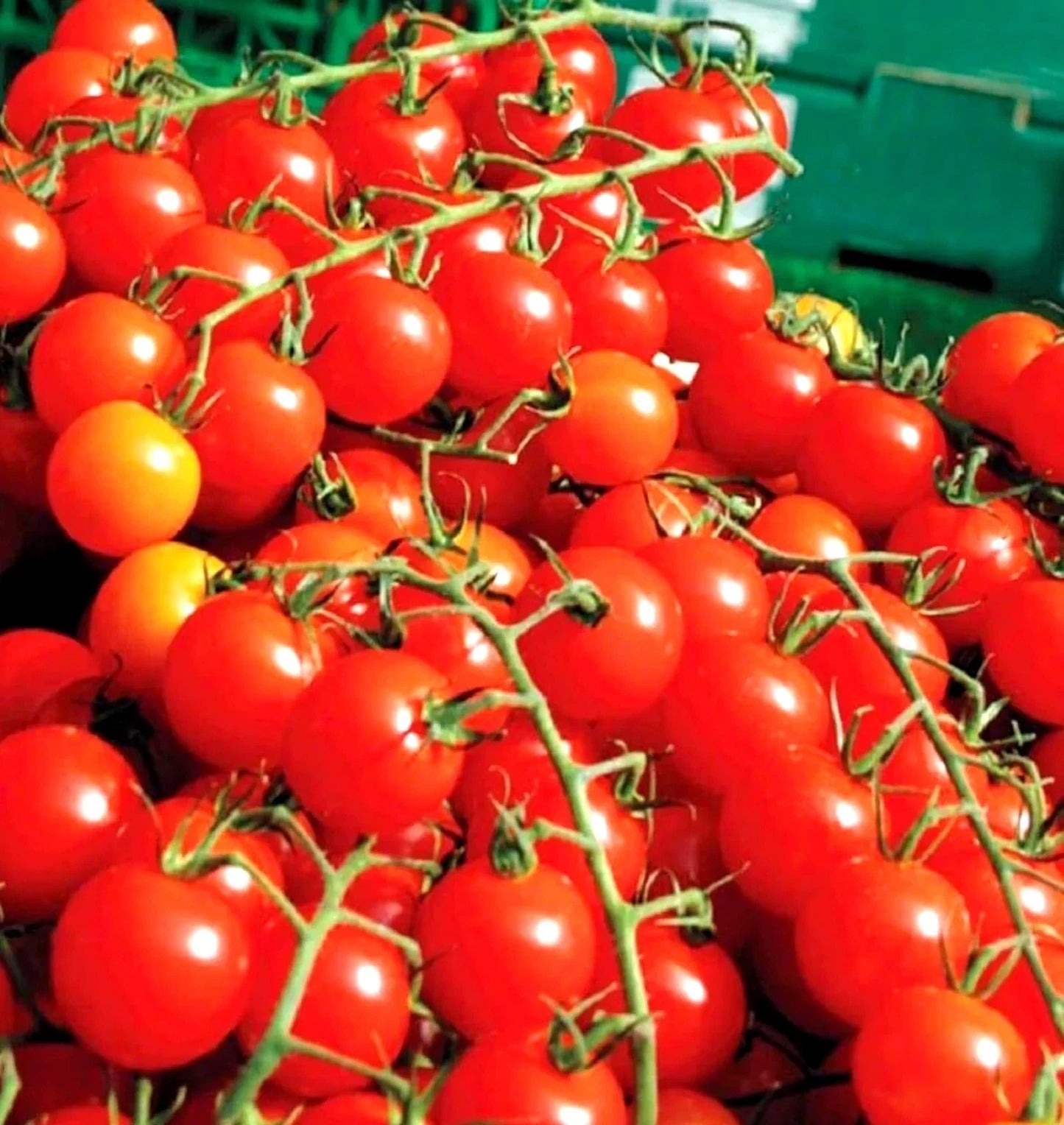 30+ Large Cherry Tomato Seeds - Supersweet Variety - Non-GMO, Organic - Fresh (Solanum lycopersicum)