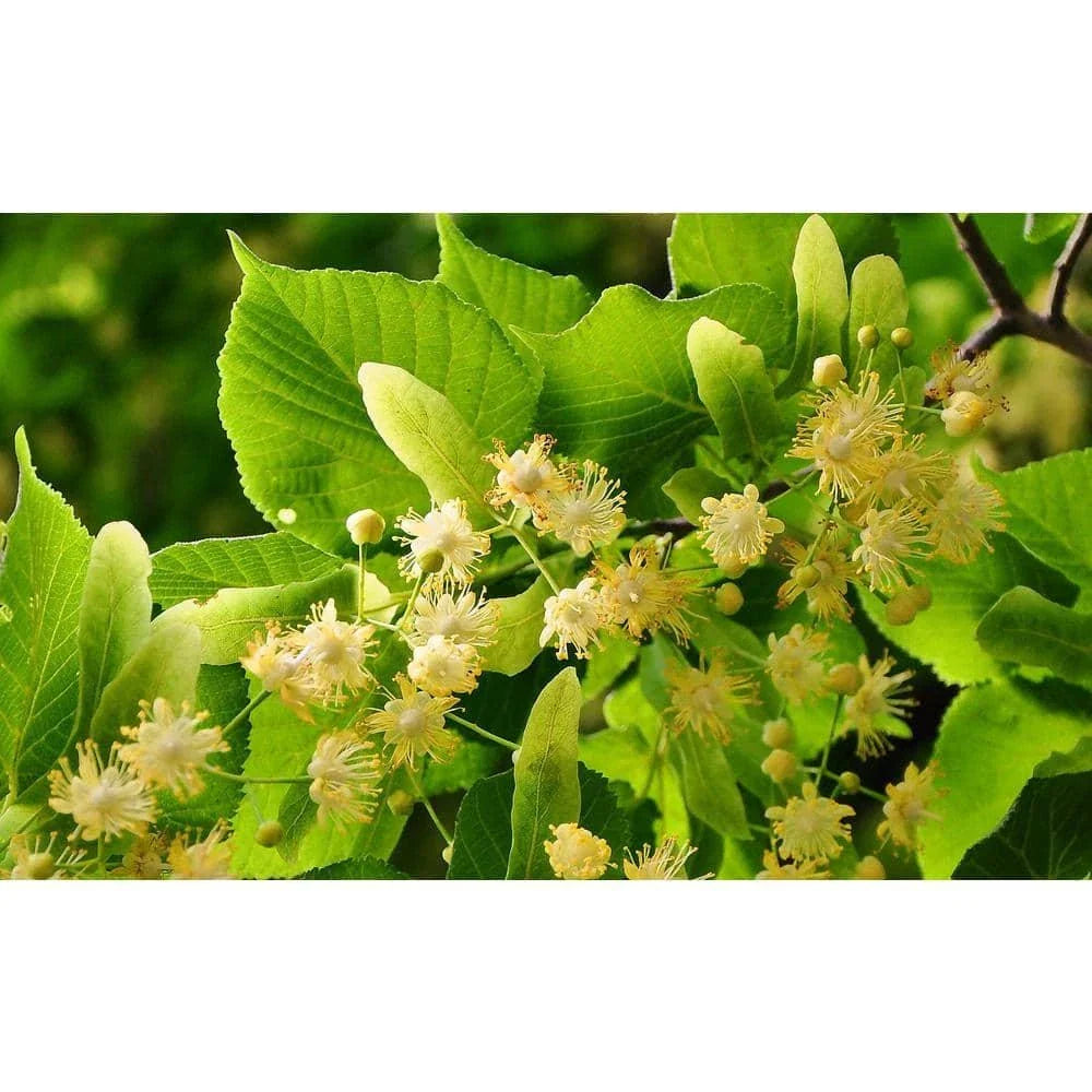 Littleleaf Linden Tree Bare Root - Tilia cordata, Hardy Shade Tree for Landscaping and Urban Spaces