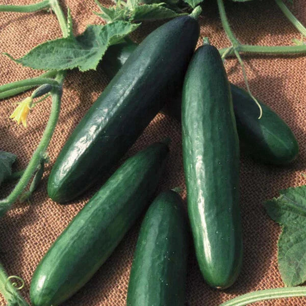 Diva Cucumber Seeds | Hybrid | Non-GMO | AAS Winner | Cucumis sativus