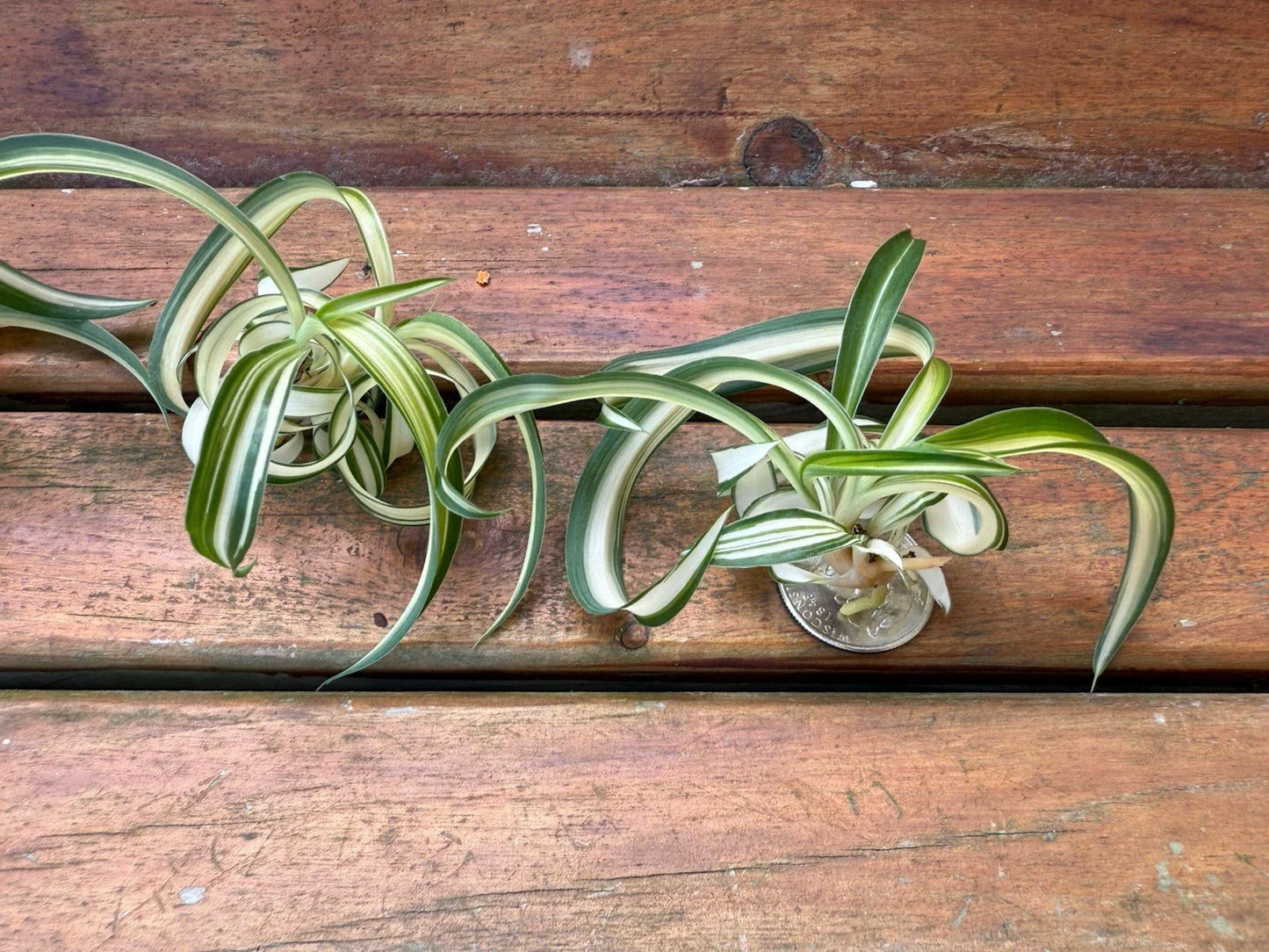 Variegated Bonnie Curly Spider Plant Cuttings - 2 Live Baby Plants - Chlorophytum Comosum