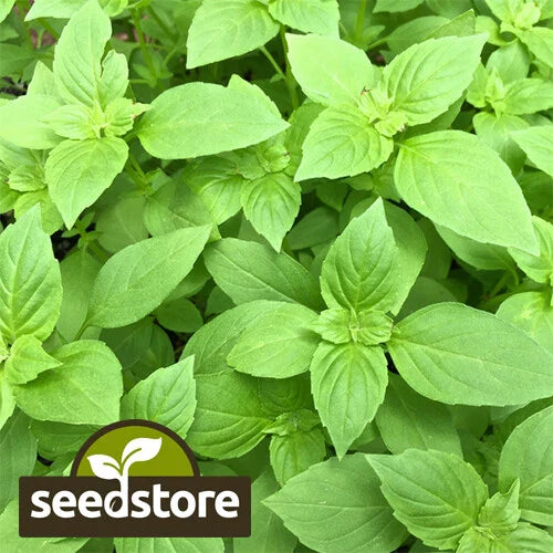 Lemon Basil Seeds | Heirloom Non-GMO | Culinary Herb | Ocimum basilicum