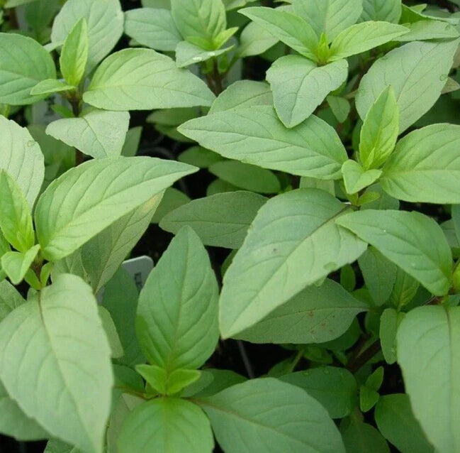 Lime Basil Seeds 600+ Pack - Annual Culinary Herb Seeds (Ocimum basilicum) - Non-GMO, Free Shipping