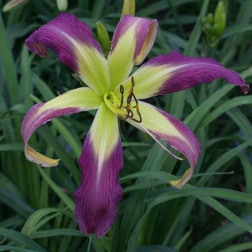 Daylily Plant - Huge 11.5" Spider - Phantom Warrior - Hemerocallis