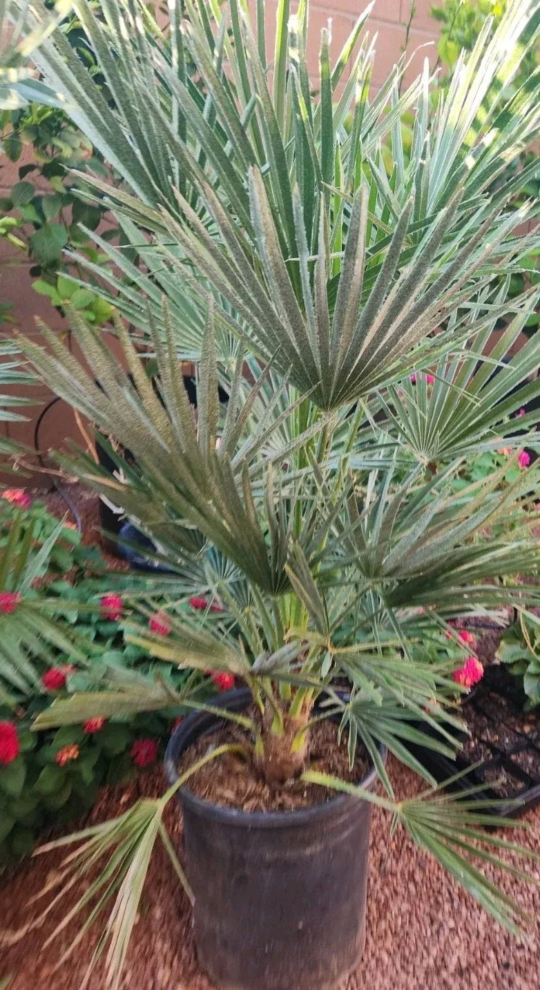 Mediterranean Fan Palm Tree, 7 Gal Pot, Chamaerops Humilis, 40" Height, 7 Years Old