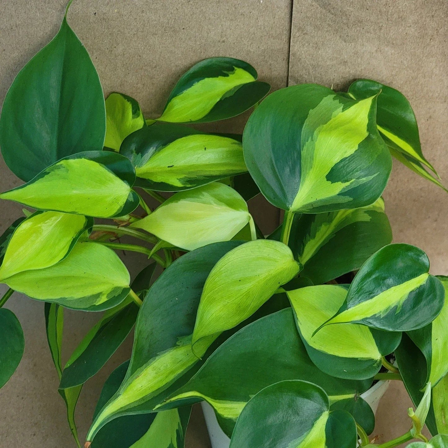 Philodendron Brasil - 3 Inch Pot | Variegated Houseplant | Easy Care Tropical Plant (Philodendron hederaceum)