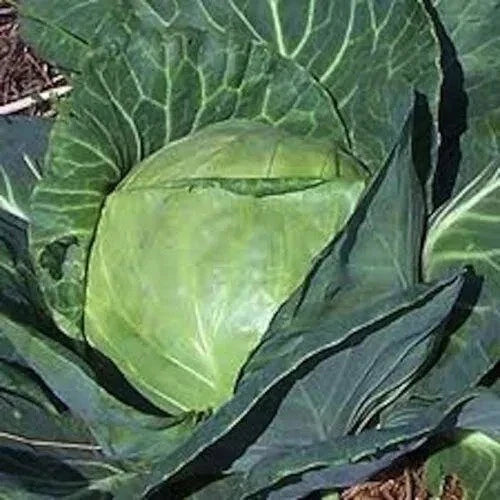 Late Flat Dutch Cabbage Seeds - 200+ Heirloom Non-GMO - Fresh Cabbage Seeds (Brassica oleracea)