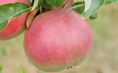 25+ Wine Apple Seeds for Garden Planting - USA - Malus pumila - Heirloom Variety - Free Shipping