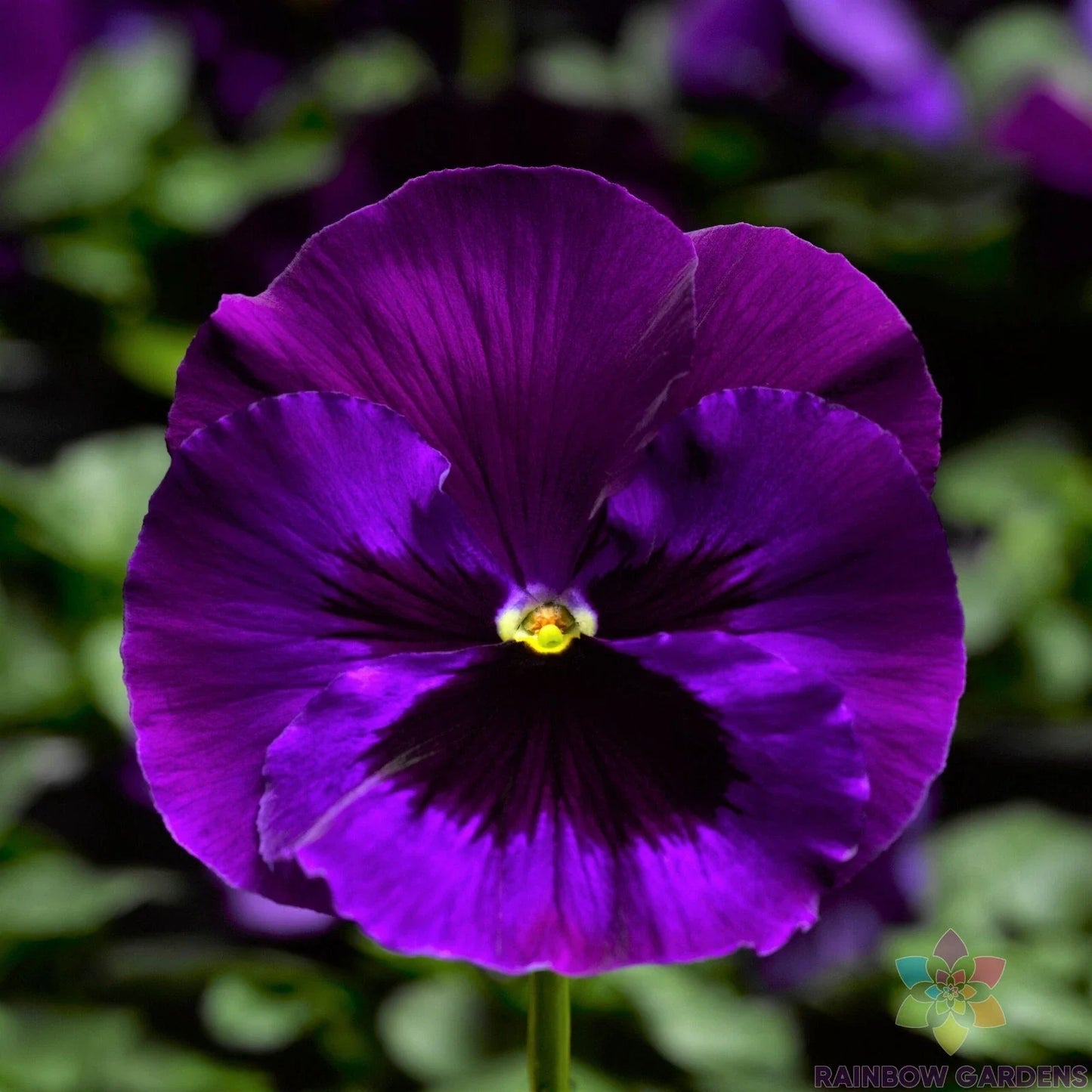 Delta Neon Violet Pansy Seeds - 200+ Count - Viola tricolor - Ideal for Garden Planting - USA Grown, Free Shipping