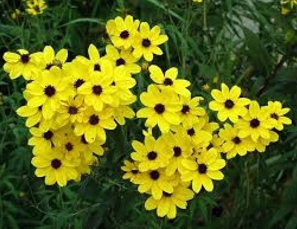 Coreopsis Golden Wave Tickseed Seeds - 100 Fresh Seeds, Perennial Flower, Bright Yellow Blooms, Coreopsis grandiflora
