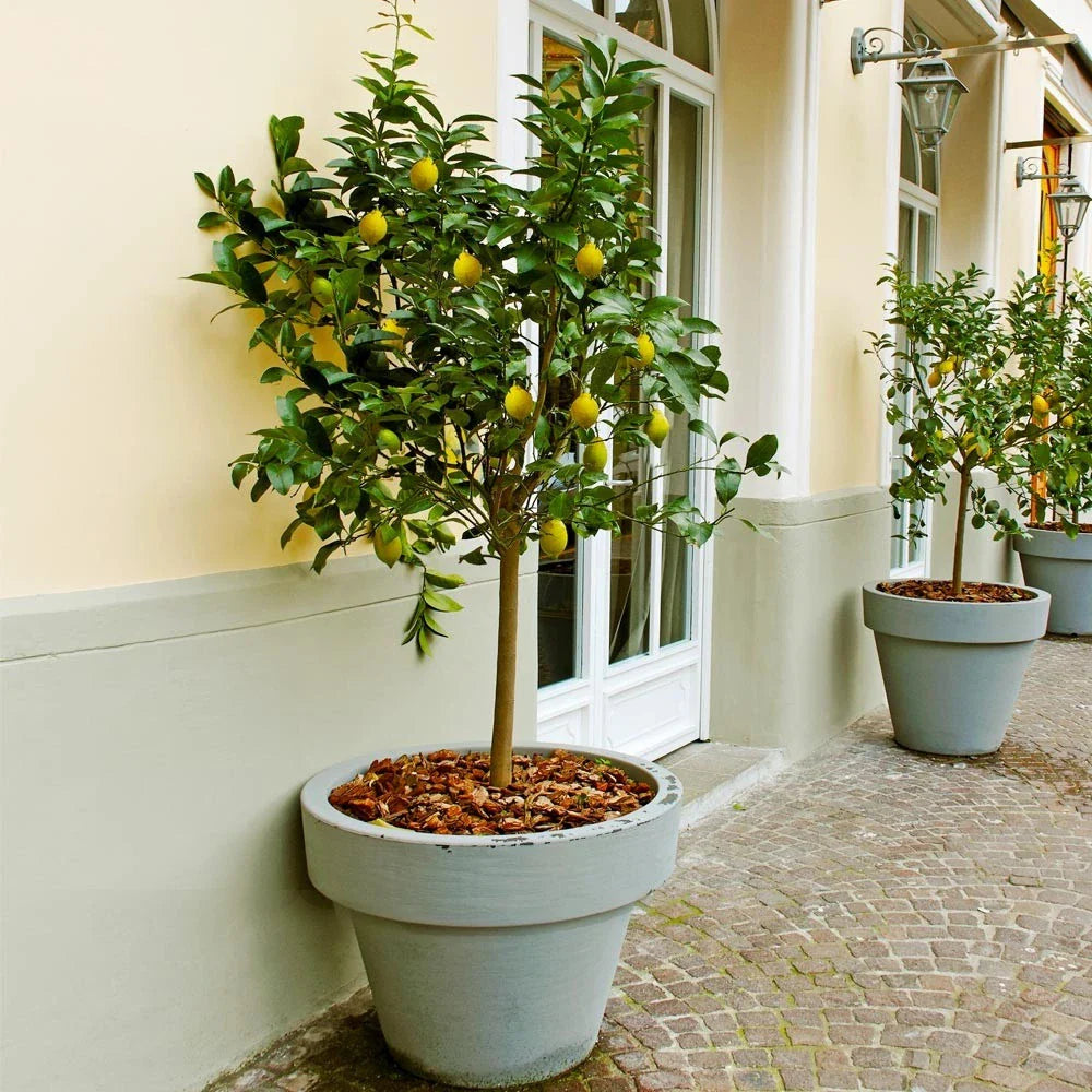 Meyer Lemon Tree - 8-14" Live Citrus Plant in 10" Pot - Citrus × meyeri