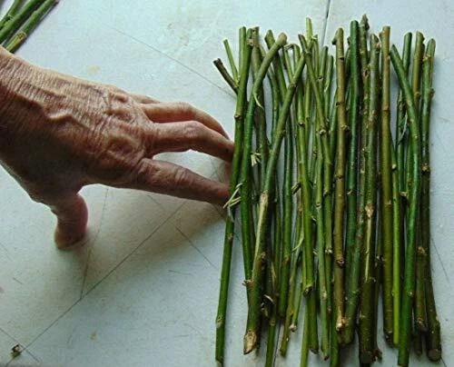 50 Hybrid Willow Tree Cuttings | Thin | 1/4 Inch or Smaller | Salix × sepulcralis