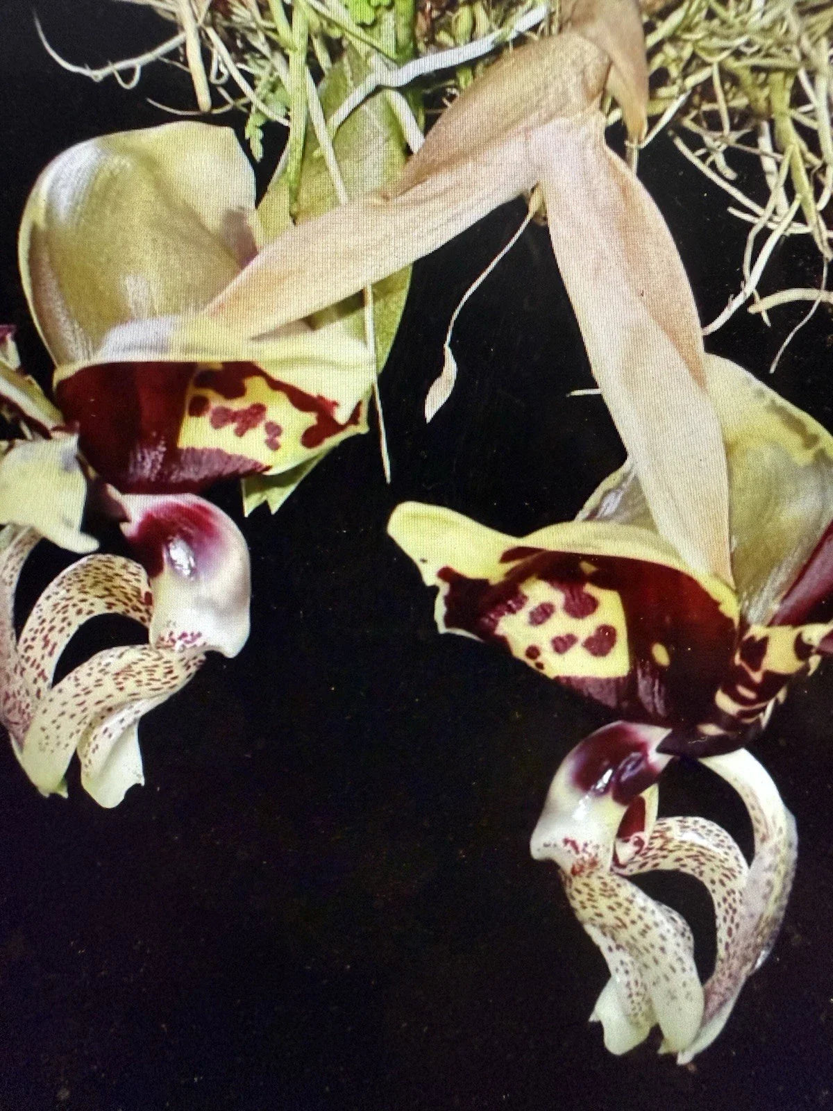 Stanhopea Ocalata Orchid Plant - One Rooted Bulb, Bare Root, Unique Tropical Flowering Variety