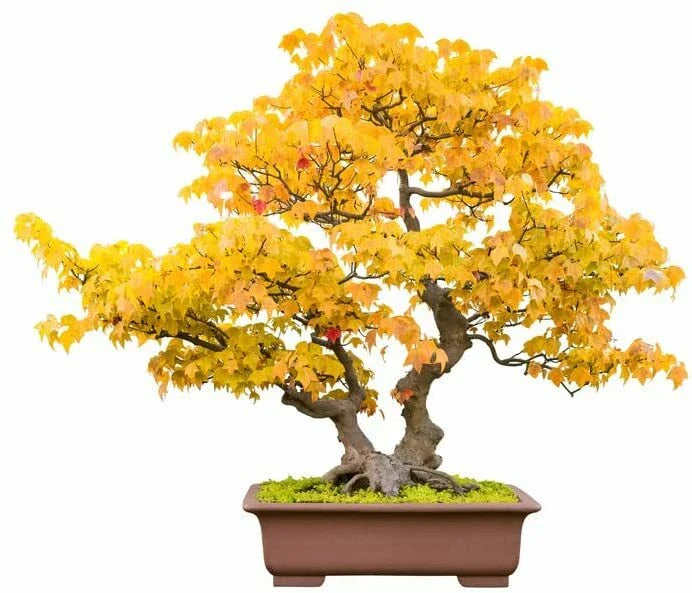 Trident Maple Bonsai Tree Seeds - 30 Pack - Acer buergerianum - Ideal for Indoor/Outdoor Gardening
