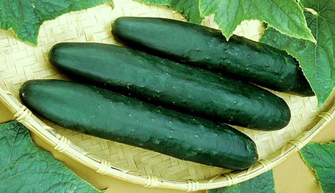 Straight Eight Cucumber Seeds - 20 Count Packet - Vigorous Variety - Cucumis sativus
