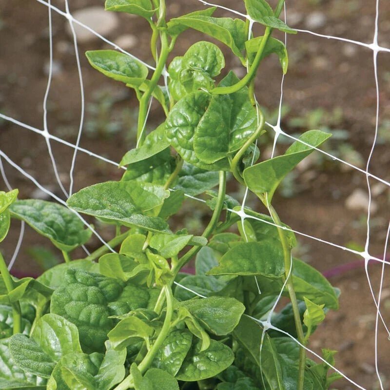 Green Malabar Spinach Seeds - 100 Non-GMO Specialty Seeds - Basella rubra - Heirloom Vegetable Gardening