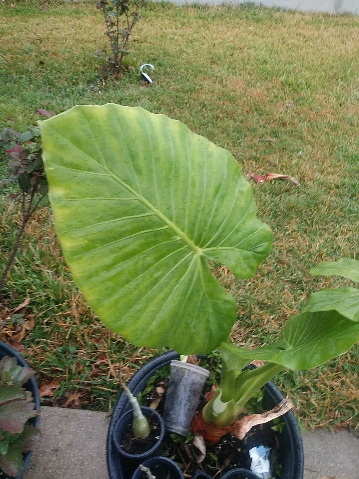 Taro Elephant Ear Plants 4 Feet Tall - Colocasia esculenta - Tropical Foliage for Gardens and Landscaping