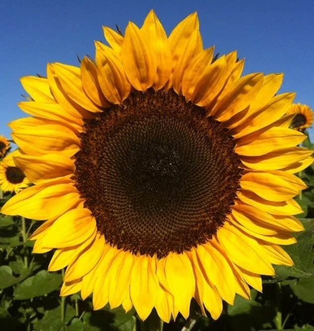 Sunflower Seeds - Pro Cut Mixture - Fresh Sunflower Seed Variety - Helianthus annuus