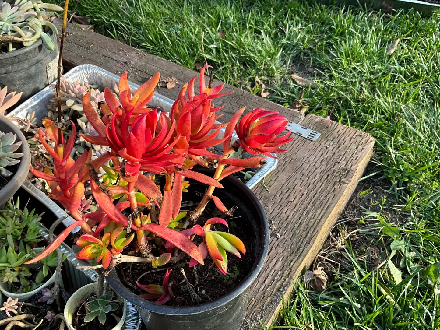Crassula 'Campfire' Succulent Cuttings - 3 Healthy Pieces - Colorful Red & Green Foliage - Ideal for Indoor Gardening