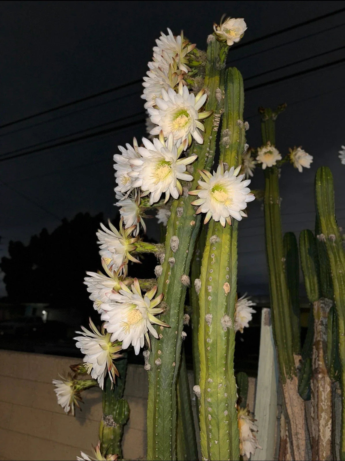 Columnar Cactus Cutting 11” x 2.5” | Succulent Plant | Perfect for Indoor Decor | Cactaceae Family
