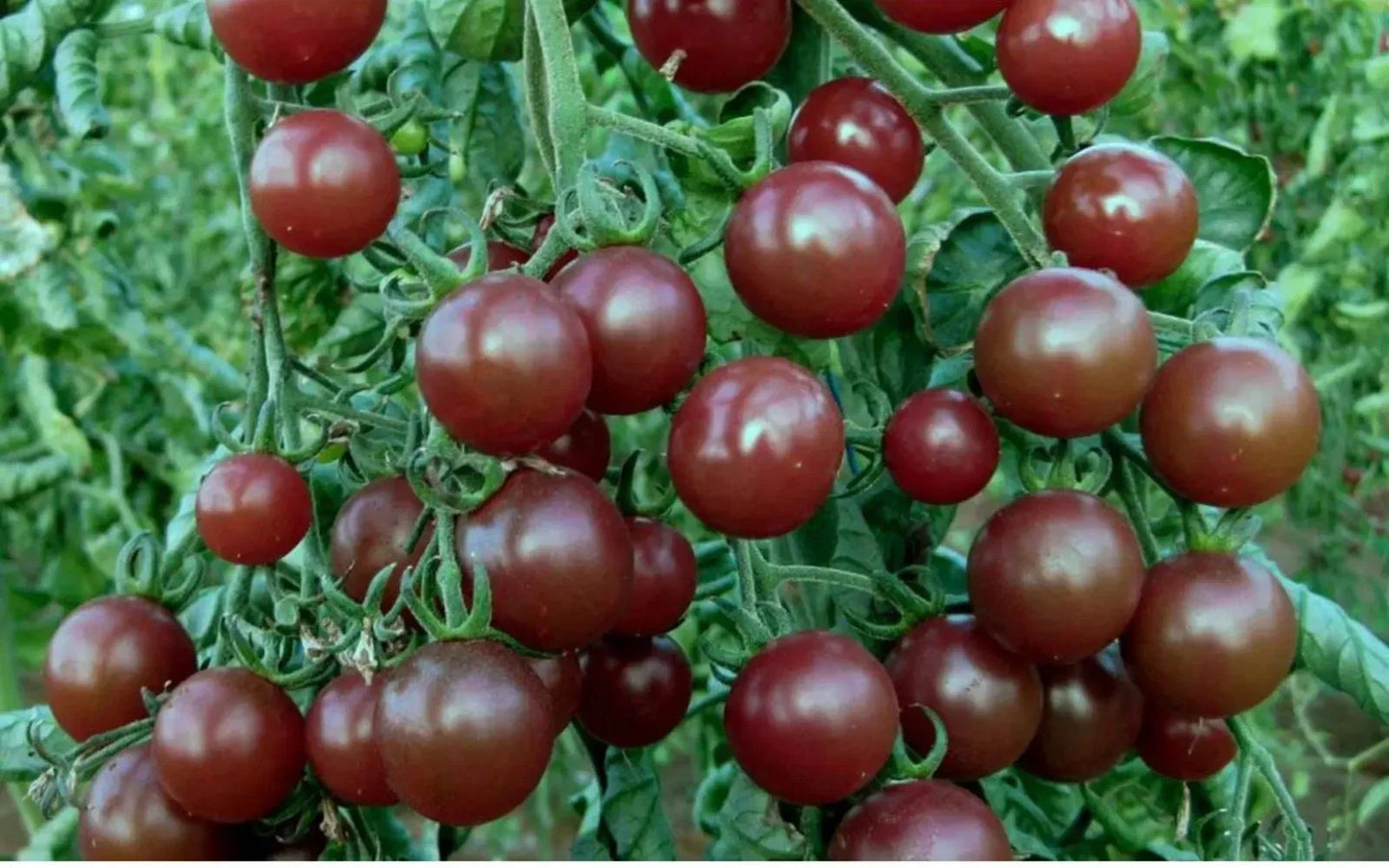 Chocolate Cherry Tomato Seeds - 120+ Heirloom Seeds - Super Sweet Variety - Rare Heirloom (Lycopersicon esculentum)